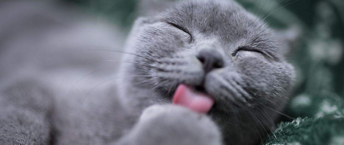 Kissa nuolemassa tassuaan.